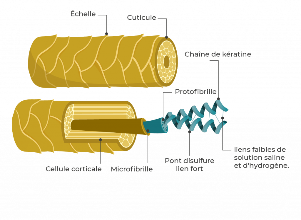 Kera-diet - BCF Life Sciences