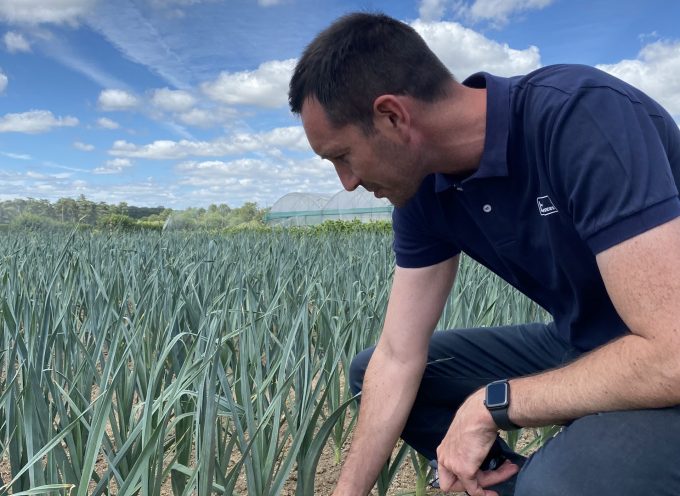 Une personne dans un champ de poireaux, analysant les résultats