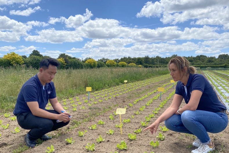 Deux personnes dans un champ de salade étudiant les essais