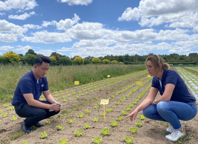 Deux personnes dans un champ de salade étudiant les essais